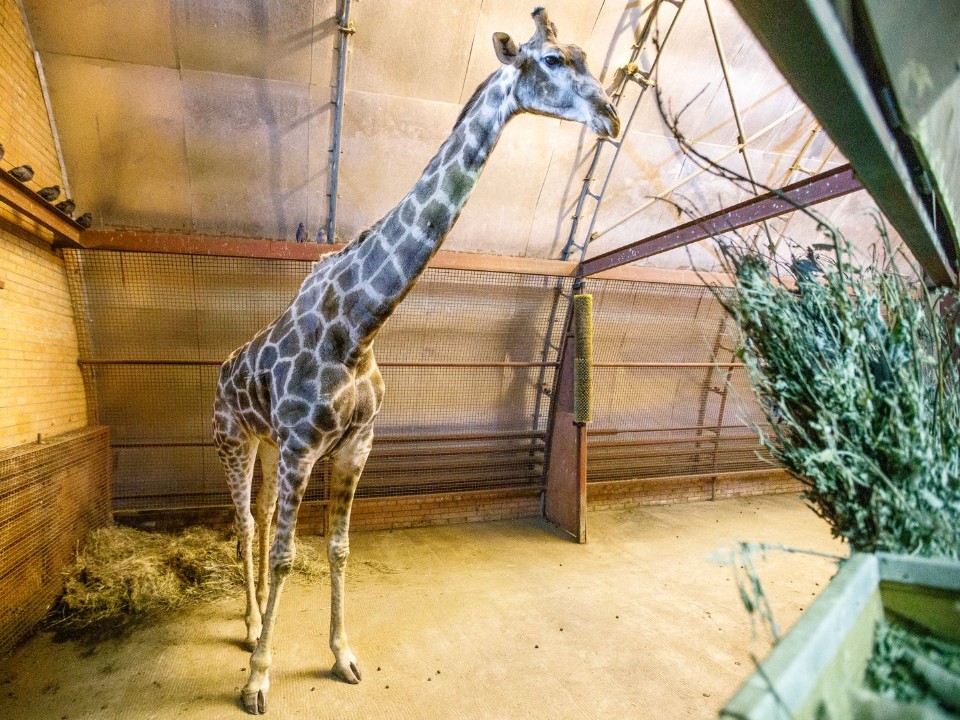 Жирафа и попугаев в волоколамском зоопитомнике переселили в теплые помещения