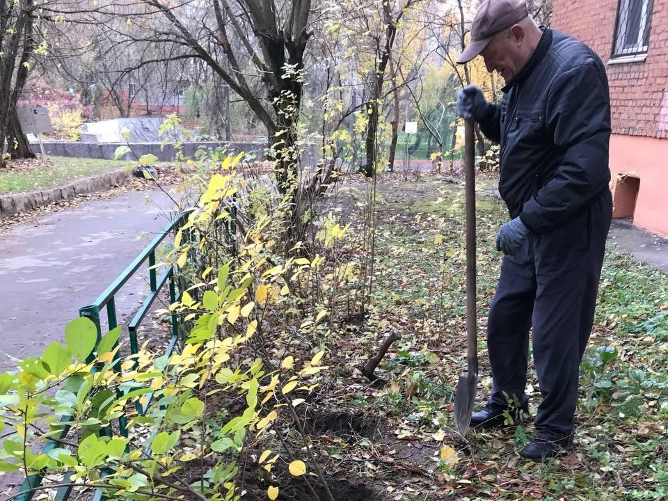 Сирень для соседей: как просьба жителей преобразила двор в Дзержинском