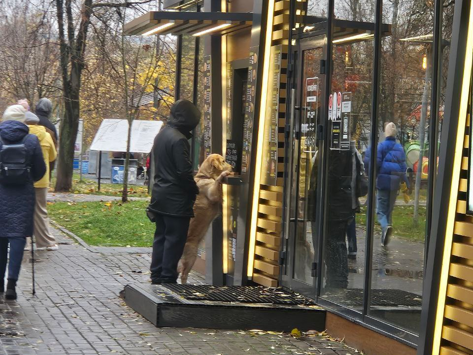 Фотография пса, покупающего кофе, стала вирусной в социальных сетях Реутова