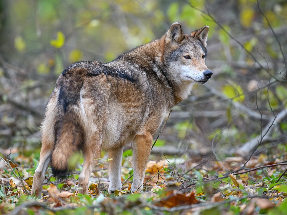 Дикий волкособ в Дубне? Местный житель заметил гигантское существо у ратминского леса
