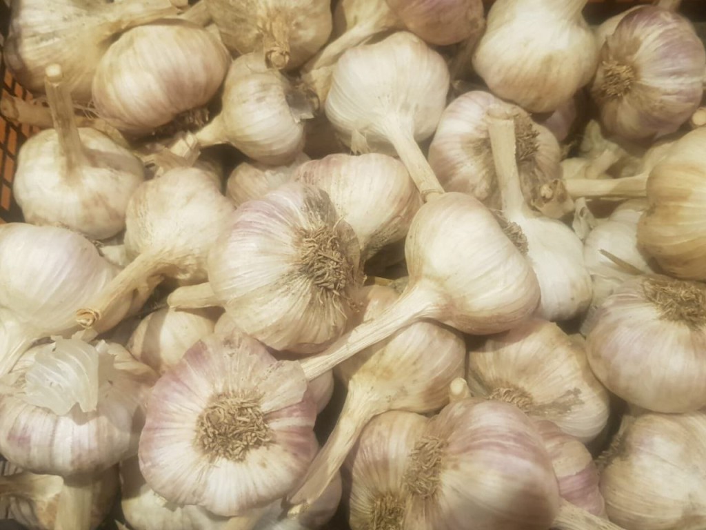 Как сохранить чеснок в квартире свежим и сочным до весны