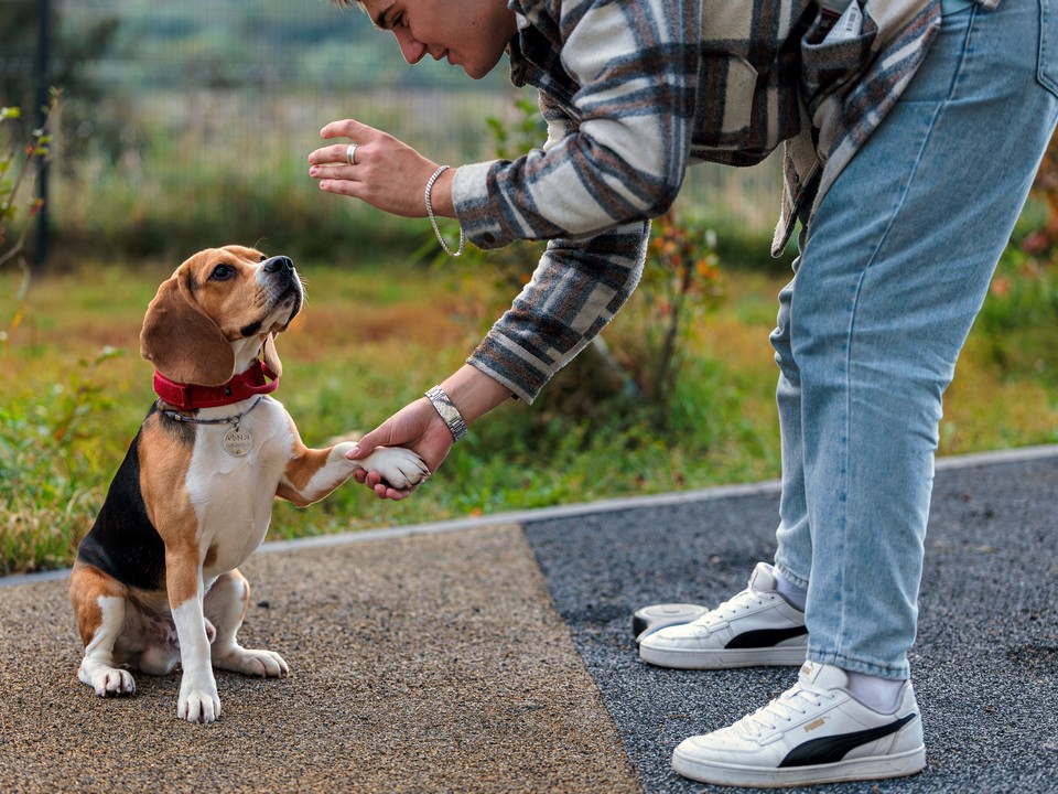 Открытое занятие с кинологами и дискотеки в парках: куда сходить 25 и 26 октября в Лобне