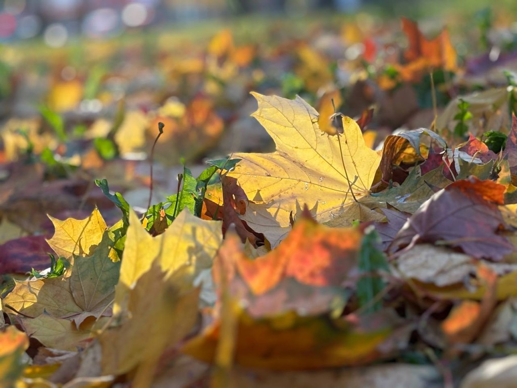 Красота с последствиями: чем могут быть опасны осенние фотосессии в листве