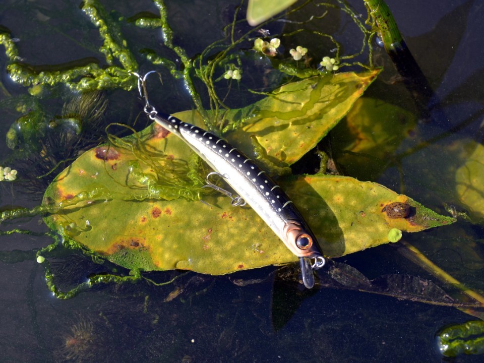 Где прячется и как поймать: в реках начал клевать ценный хищный деликатес