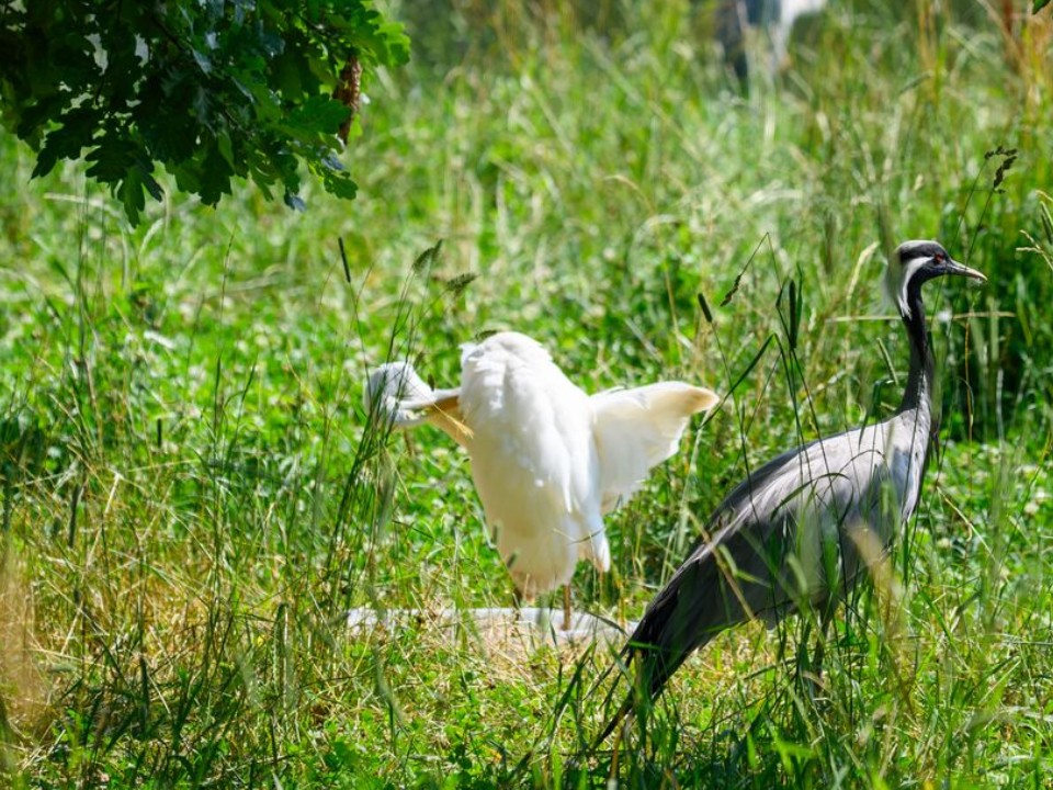 В Подмосковье для редкого журавля нашли невесту