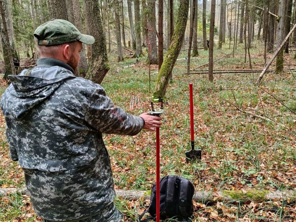 Отбор лучших: почему лесники убирают одни деревья, чтобы спасти другие