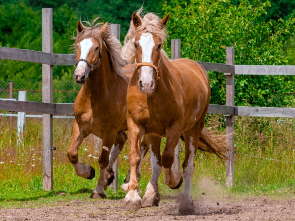 В Шатуре подключили к сетям новый конноспортивный клуб «Гамаюн»