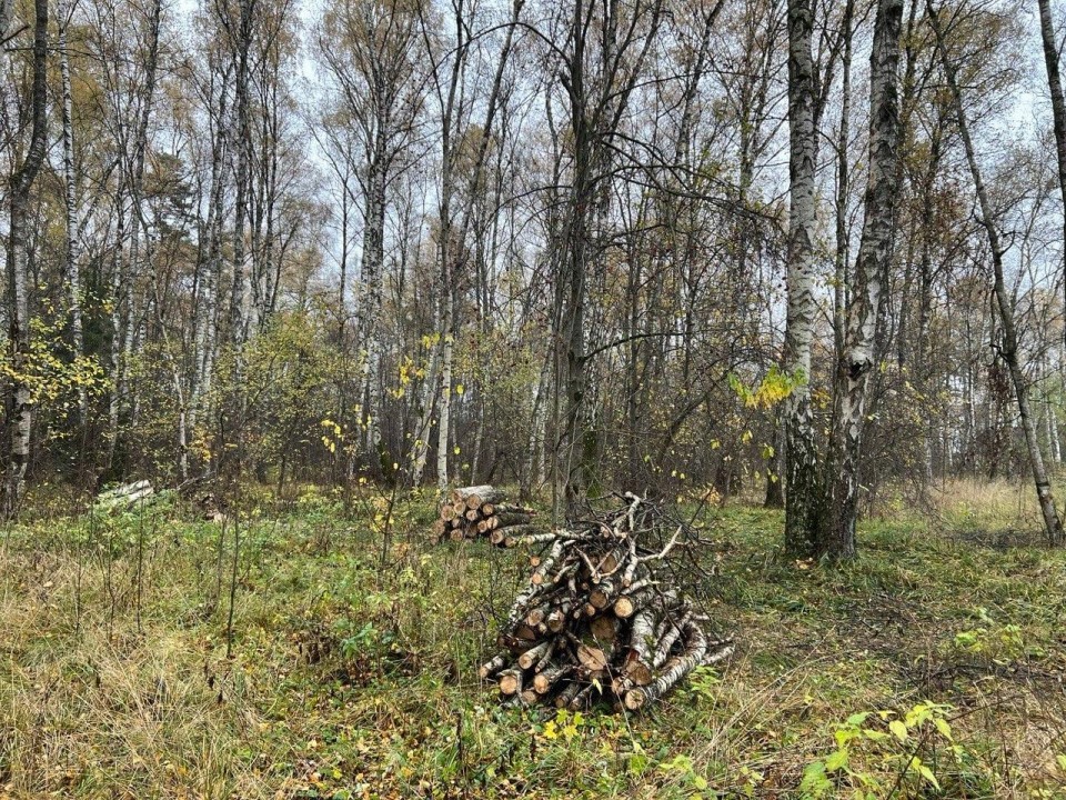 Что скрывается за поленницами в подмосковных лесах: как уборка древесины спасает лесные экосистемы