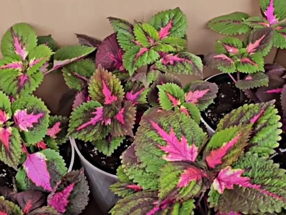 Зеленый класс: школьники из Егорьевска получили живые учебные пособия в подарок