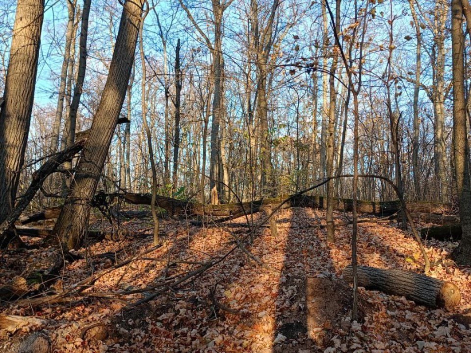 Погода шепчет, лес молчит: сводка по пожарной безопасности и прогноз на начало ноября в Подмосковье