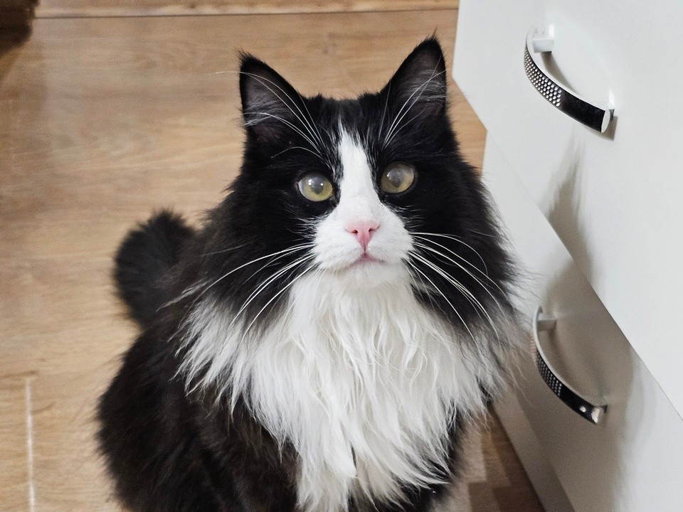 Как сохранить почки вашего котолюбимца здоровыми