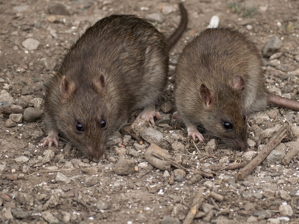 В парке Лизы Чайкиной провели дератизацию после жалоб на крыс