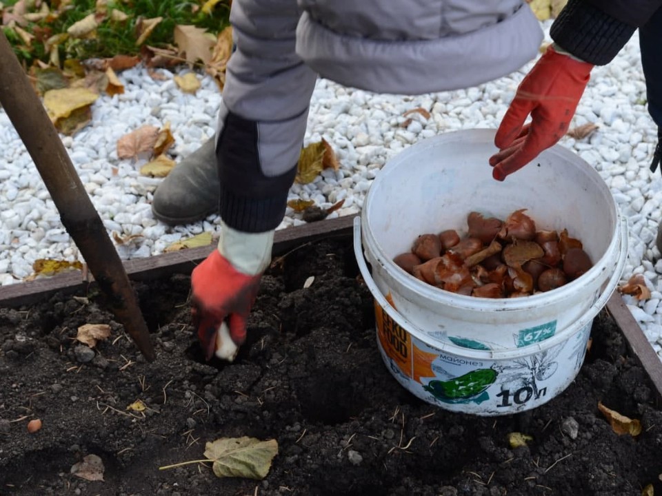 Будущие цветочные клумбы в Коломне закладывают по осени