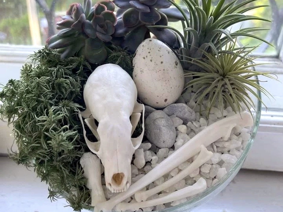 Бизнес на костях: жительница Подмосковья коллекционирует и продает скелеты