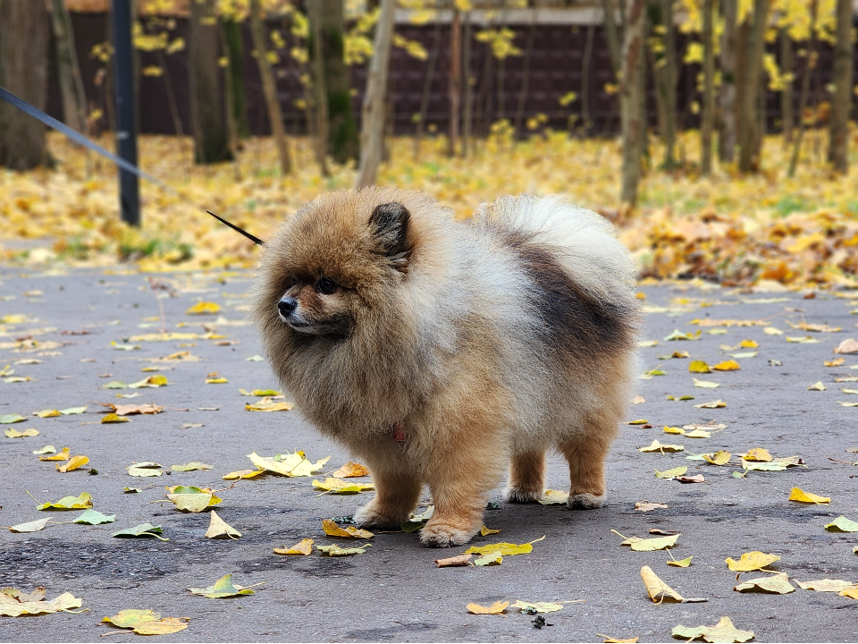 Электростальцы смогут зарегистрировать питомцев во время прогулки в парке «Авангард»