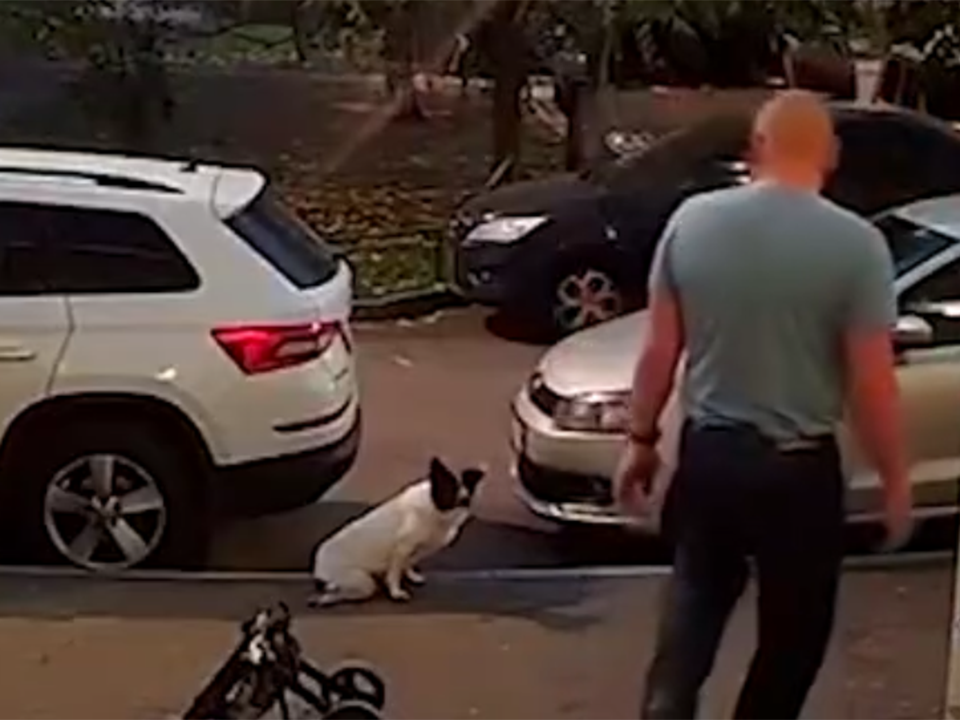 Стали известны подробности о нападении мужчины на собаку-инвалида в Подольске