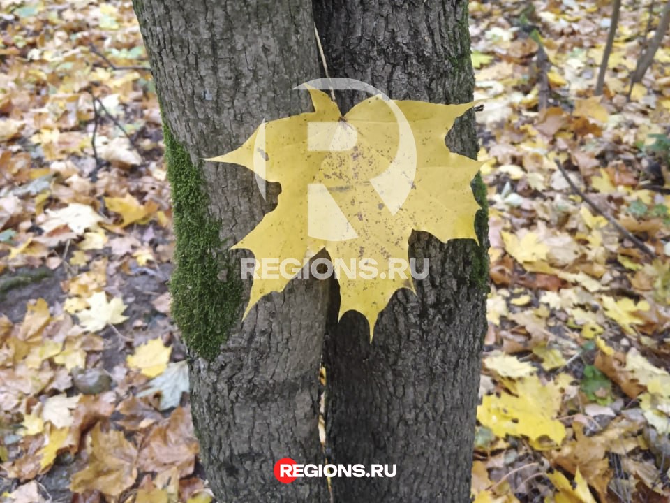 В Балашихе нашли «самое стыдливое» дерево