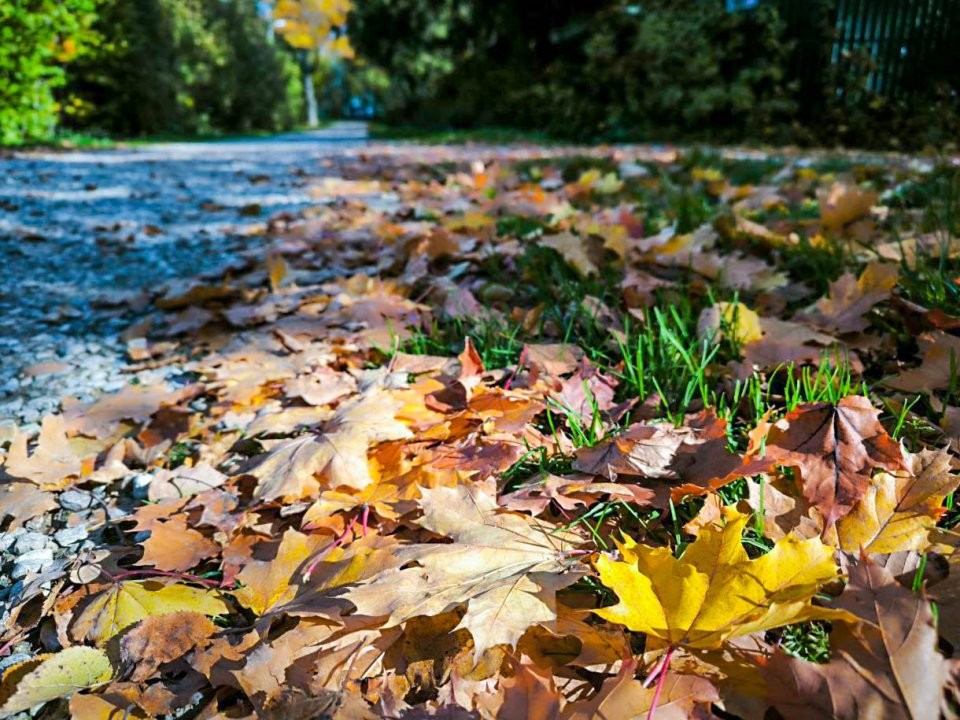Подмосковье встретит ноябрьские праздники непривычной погодой