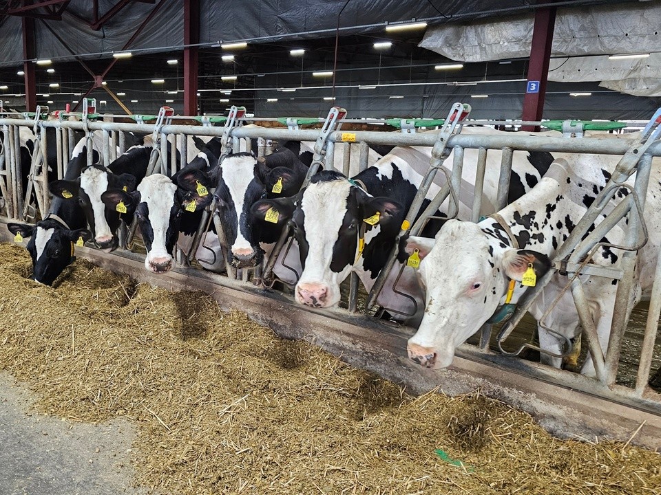 Секрет «трех К» раскрыли животноводы в Озерах