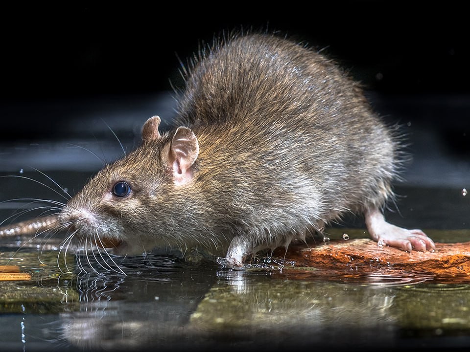 Новая часть «Рататуя»? В Дмитрове крыса выбирала утку на ужин, плавая в реке