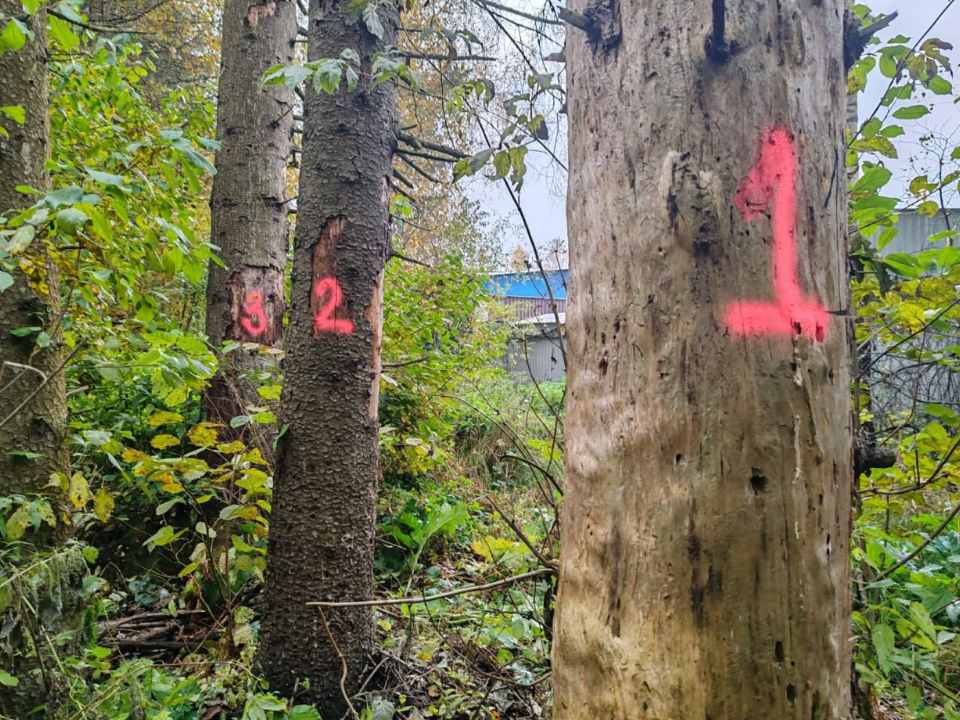 Цифры красной краской на деревьях напугали посетителей лесов под Можайском