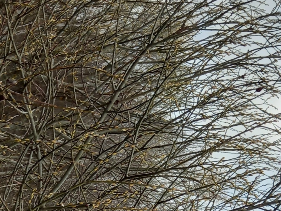 Перепутала осень с весной: в Кашире из-за аномального тепла зацвела верба