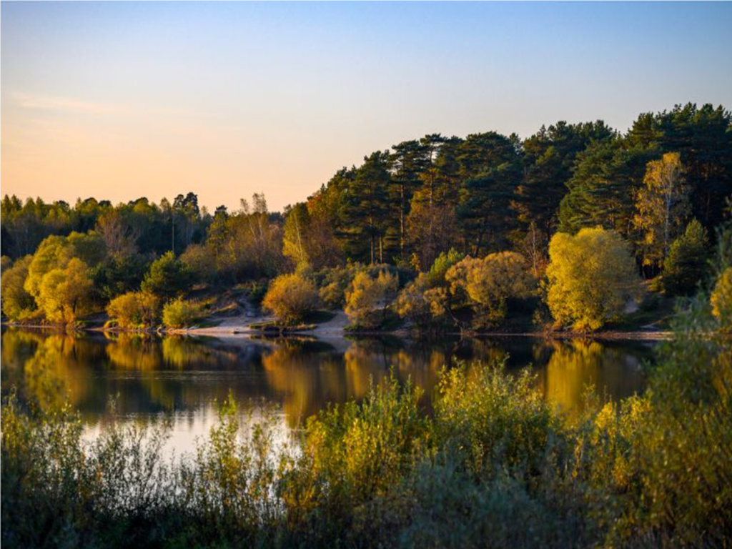 Зеленые легкие Волоколамска: как простые действия лесников спасают тысячи деревьев
