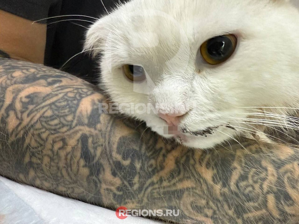 Подозреваемую в попытке убийства кота Тайсона задержали в Одинцове