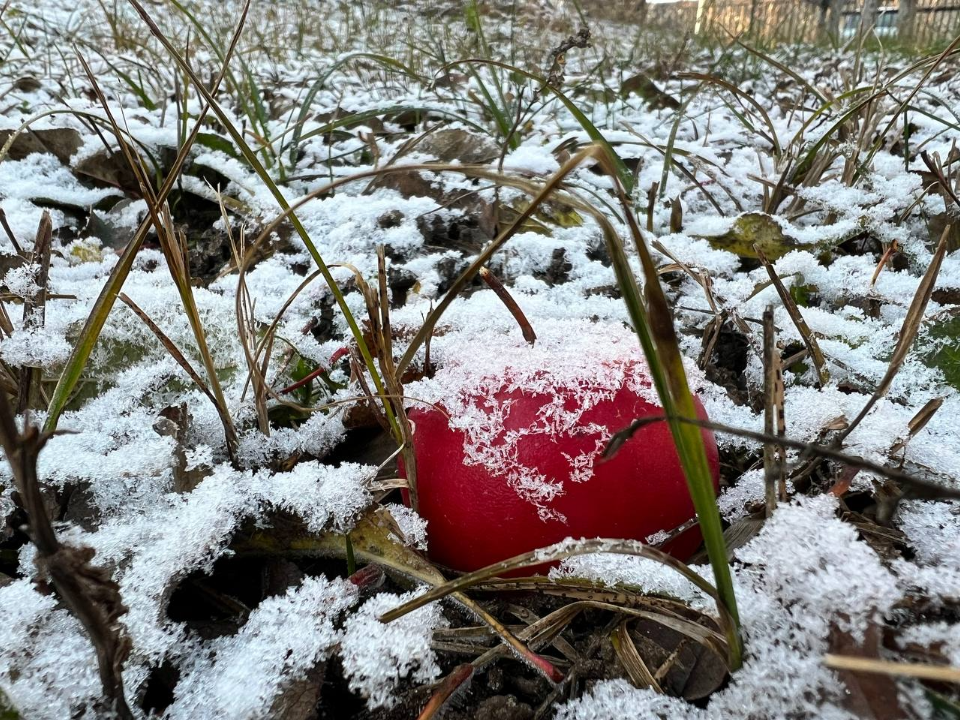 Синоптик Вильфанд рассказал, когда в Московской области ляжет снег
