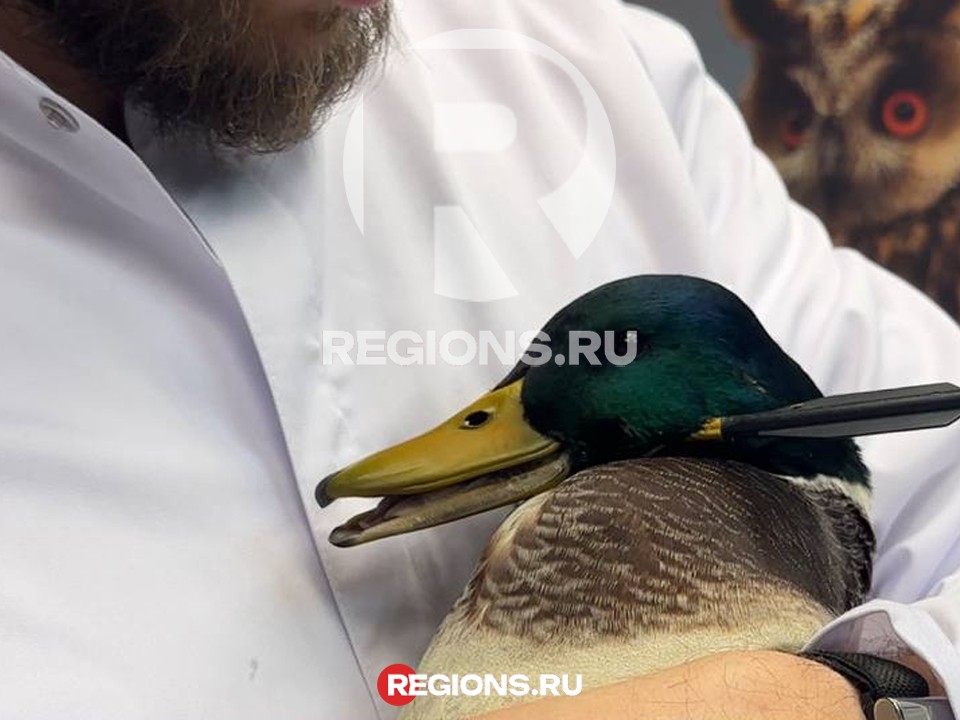 В голове стрела, в горле — рыболовный крючок: в Балашихе провели уникальную операцию селезню