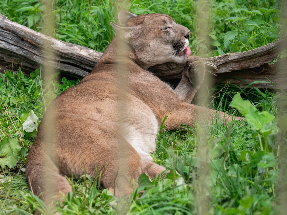 Пума Бостон научилась правильно питаться и позировать на камеру в приюте Клина