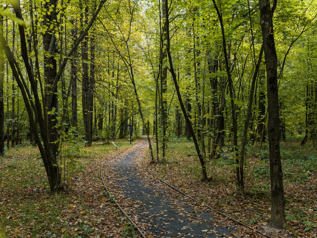 В Воскресенске восстановят лес, пострадавший от короеда