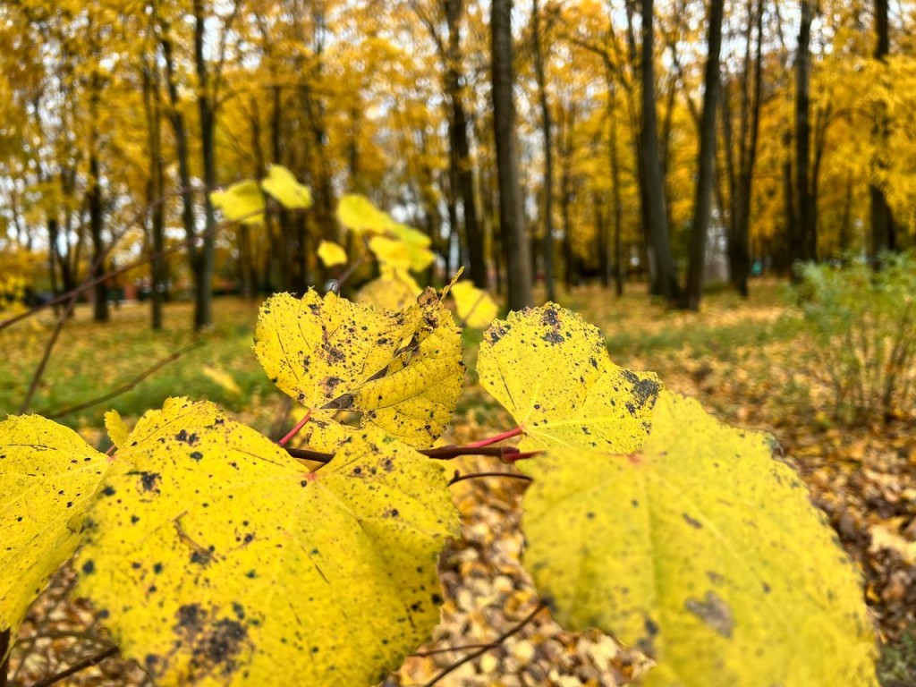«Зима подождет»: Вильфанд сообщил о продлении бабьего лета в ноябре