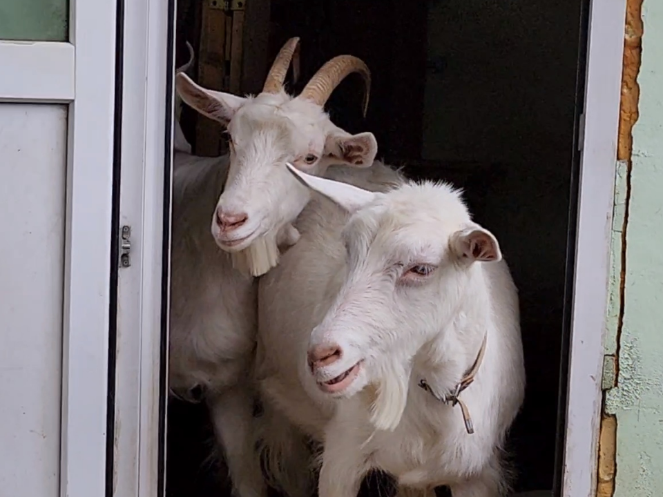 Козленок со звездой во лбу объявлен в розыск под Можайском