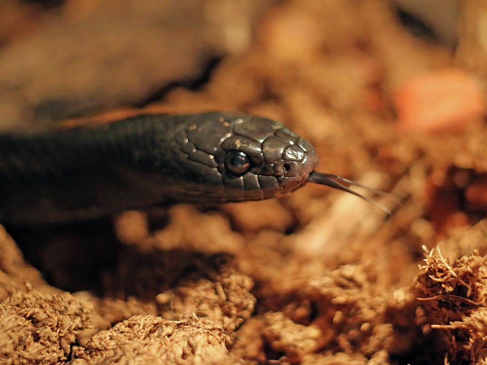 Что грозит подростку из Подмосковья и его родителям за разведение в квартире ядовитых змей