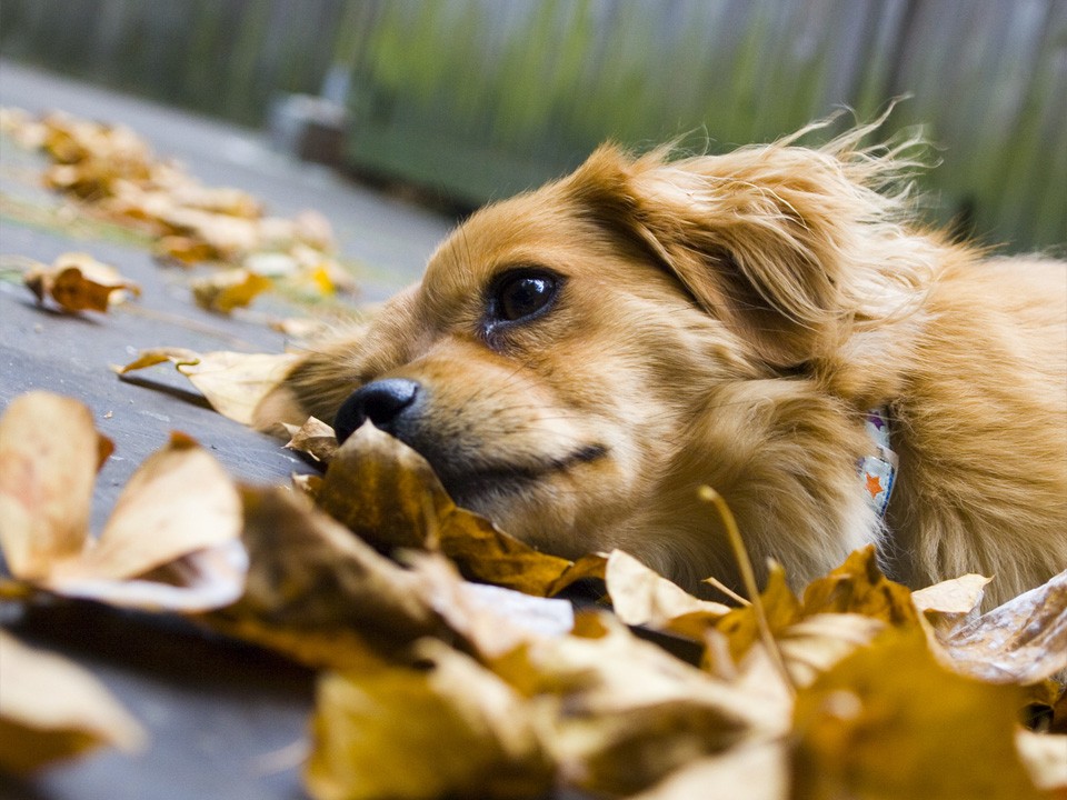 Без дома, но с добрым сердцем: под Истрой ищут хозяина для ласкового пса