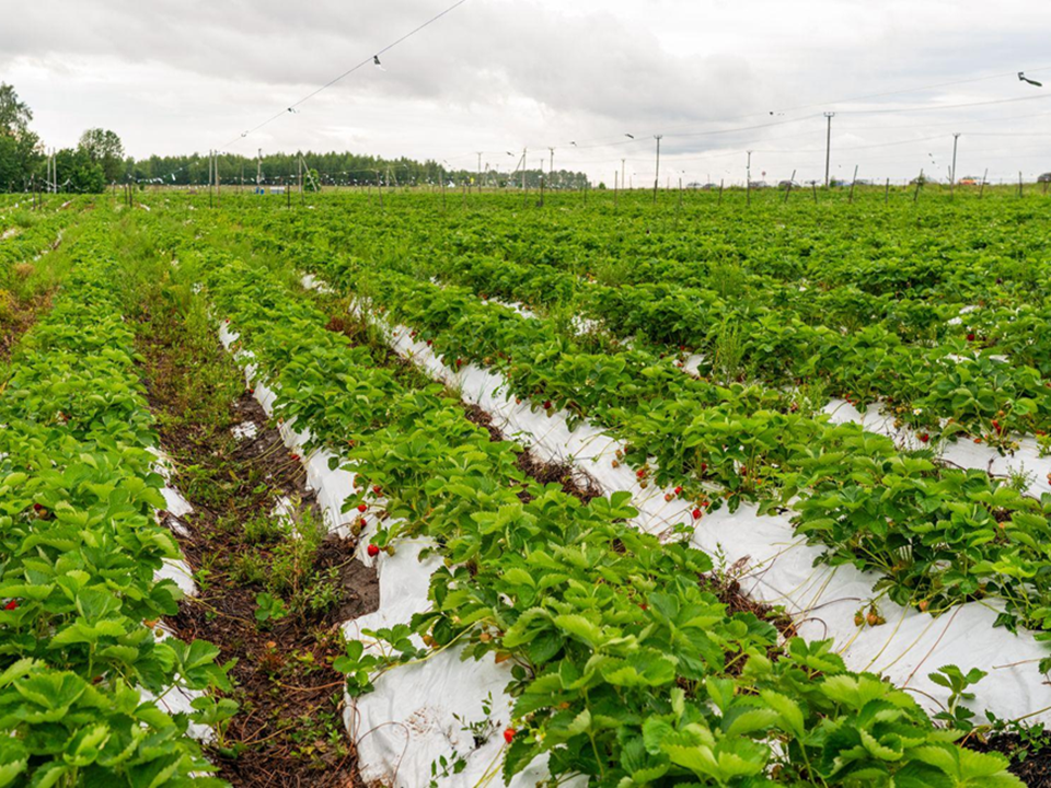 Фермер получил в аренду 7,3 га земли в деревне Нефедиха для растениеводства