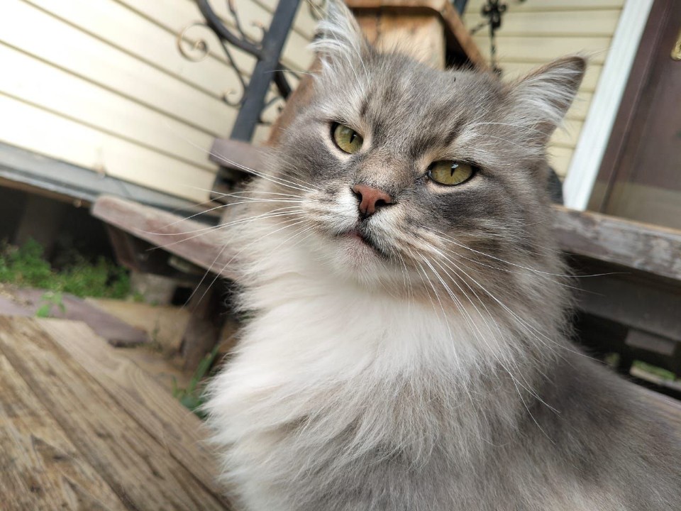 За пропавшего под Волоколамском кота объявили награду