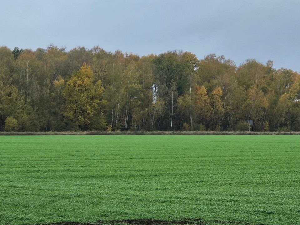 В Озерах перевыполнили план по озимой пшенице на 100 гектаров