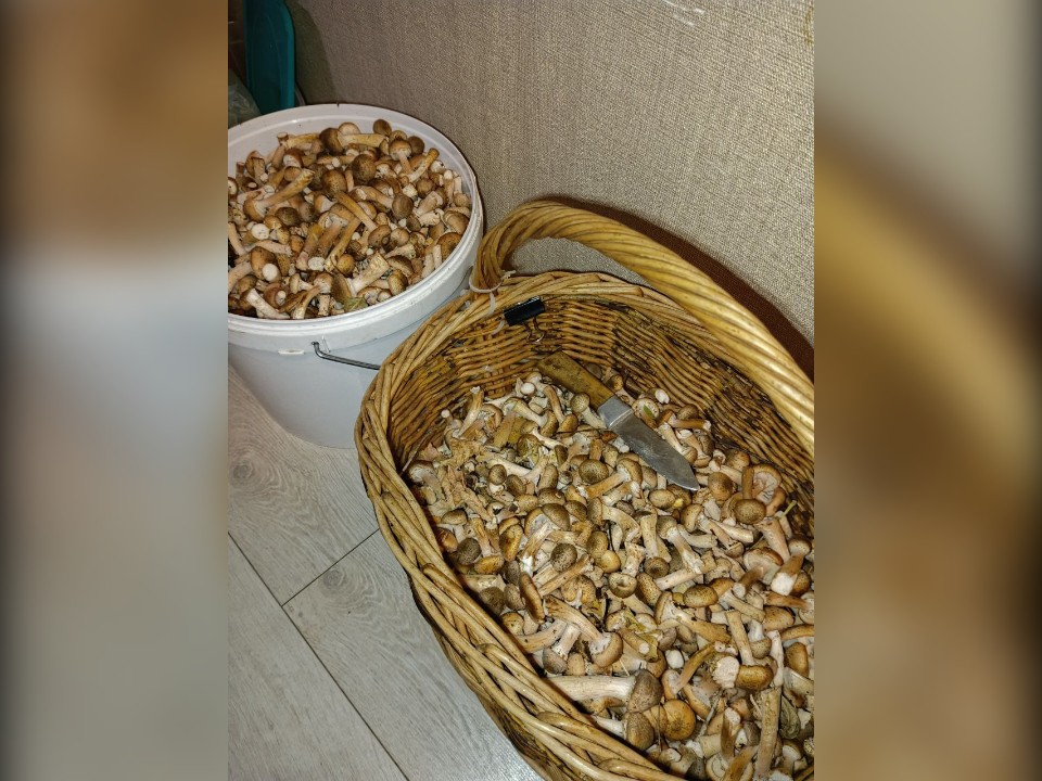 Очередной бум осенних опят случился в местных лесах