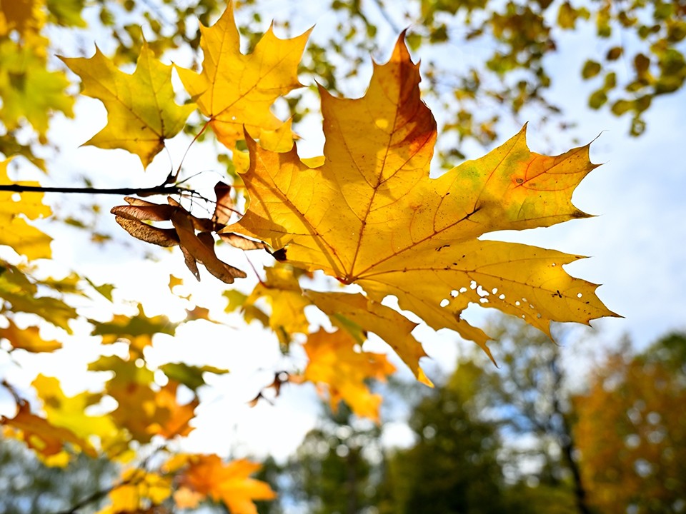 Осенние обои из Ступина: парк Островского предлагает скачать живые пейзажи
