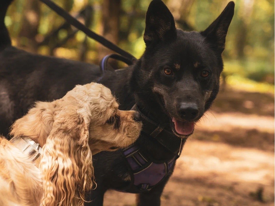 Занятия с кинологом проведут в Лобненском лесопарке