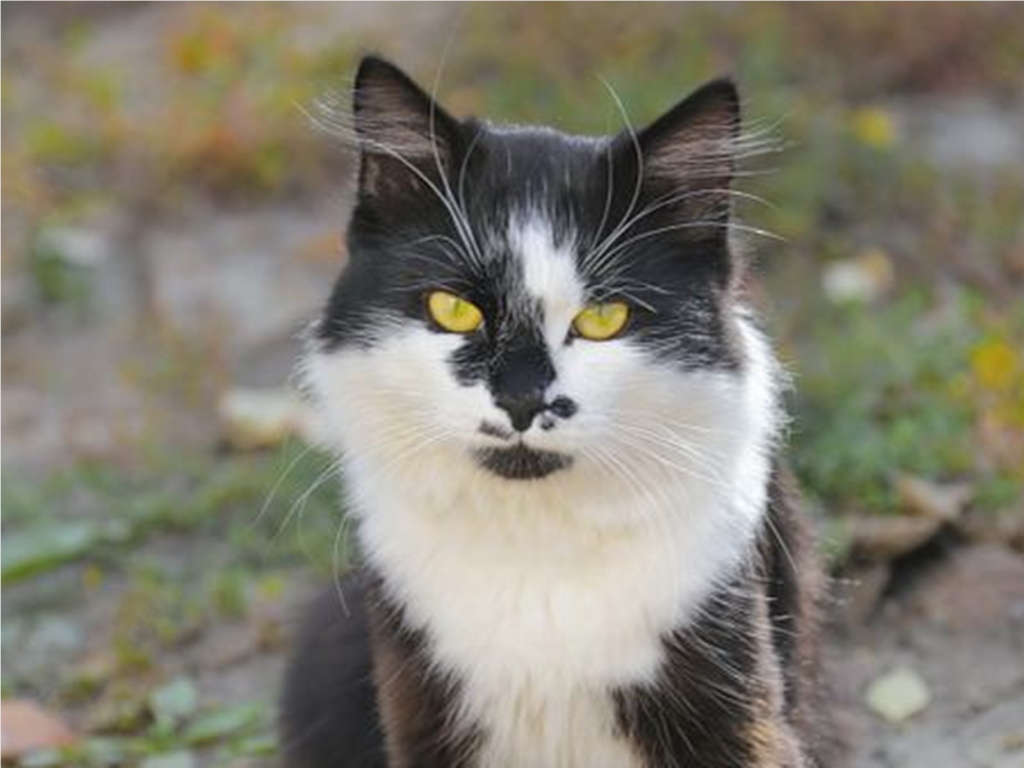 Активисты ищут маму потерявшегося пушистого кота на улице Островского