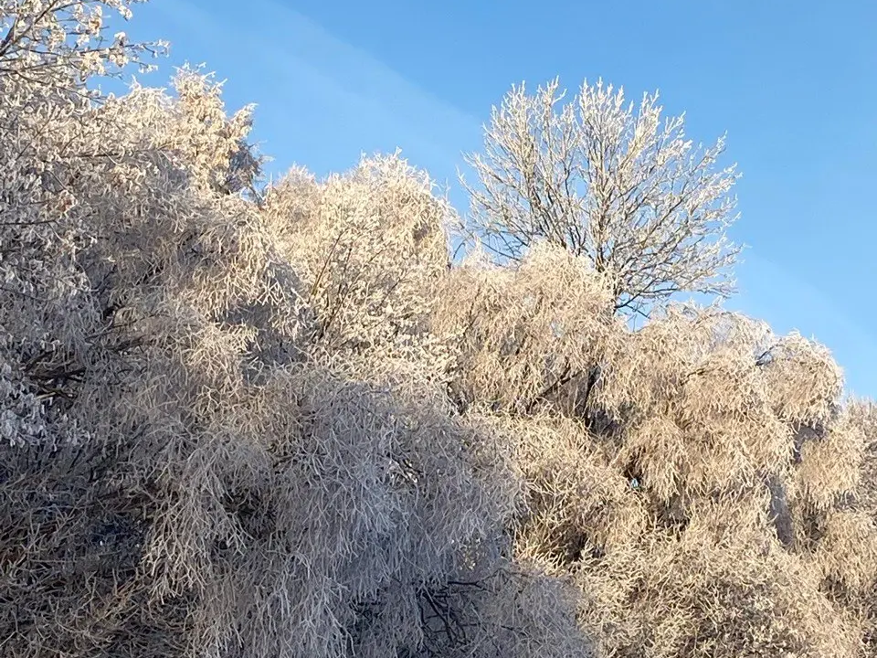 Как по первому снегу предсказать зиму: народные приметы помогут