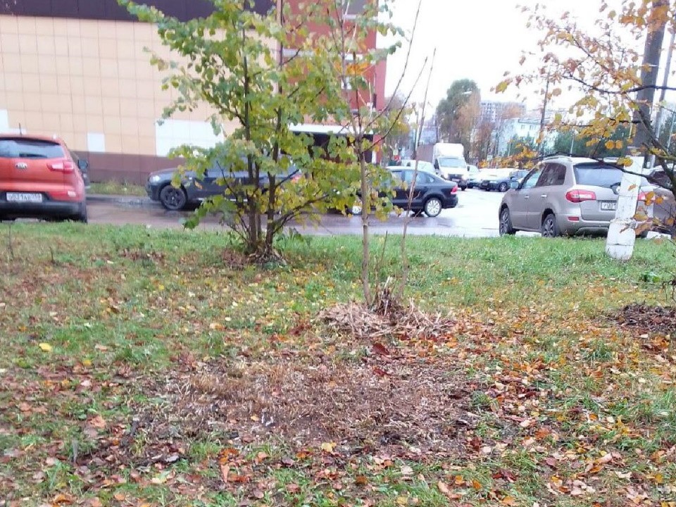 После опиловки деревьев во дворе на улице Нагорная убрали кучу щепы