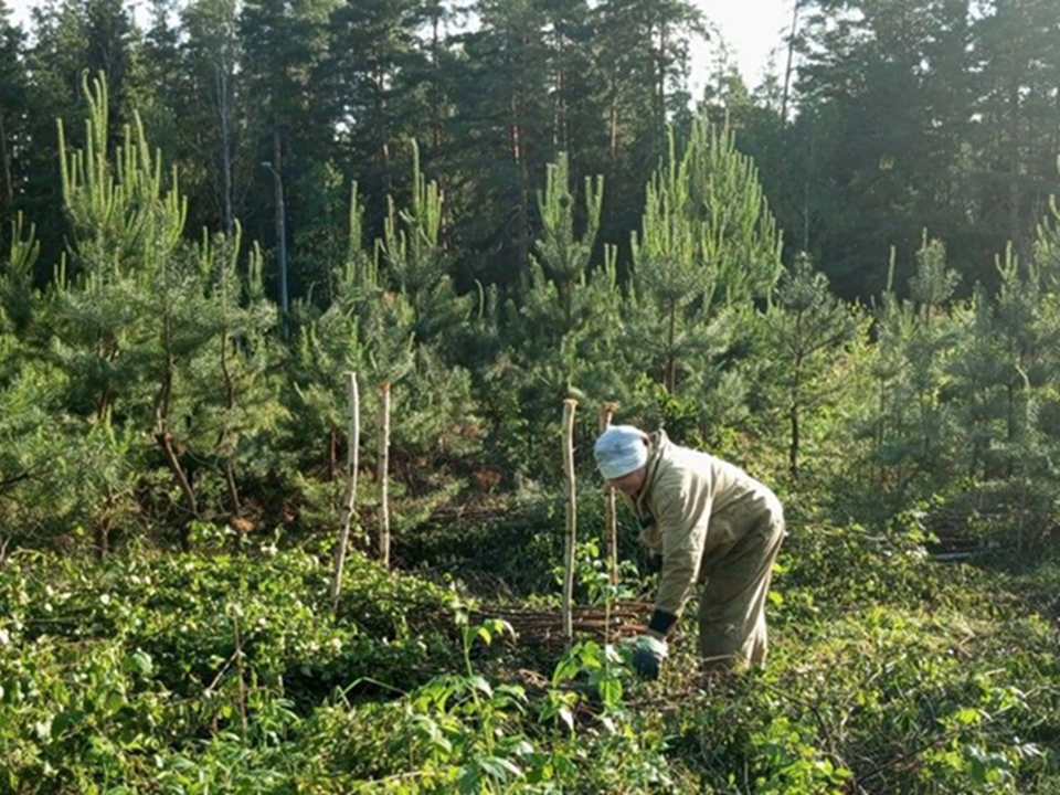 В Шатурском лесничестве завершили уход за молодыми лесами