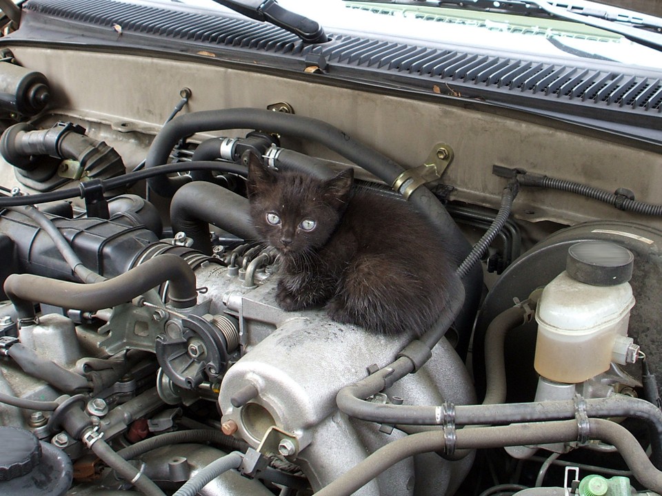 Автолюбителей Солнечногорска призвали проверять капот перед поездкой