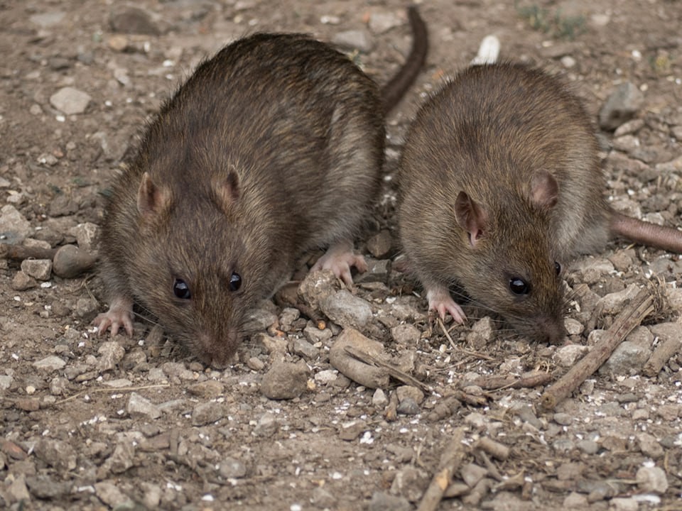 Администрация отреагировала на проблему с крысами на улице Ленина в Красногорске