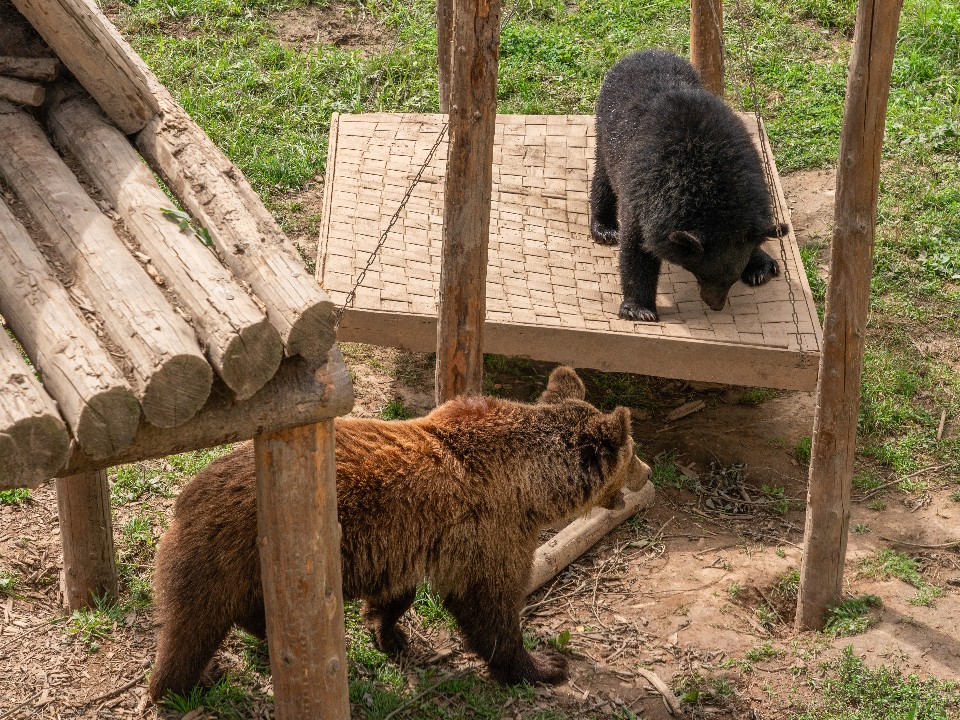 Крутой игровой городок для медведей построили в Клину