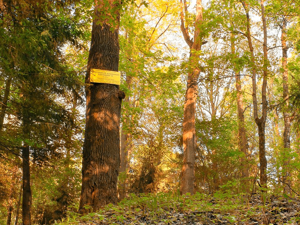 В Одинцовском парке проведут необычный краеведческий поход для всей семьи
